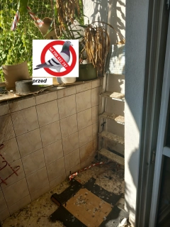 Siatka kot gołąb balkon okna taras Opole Ludwik